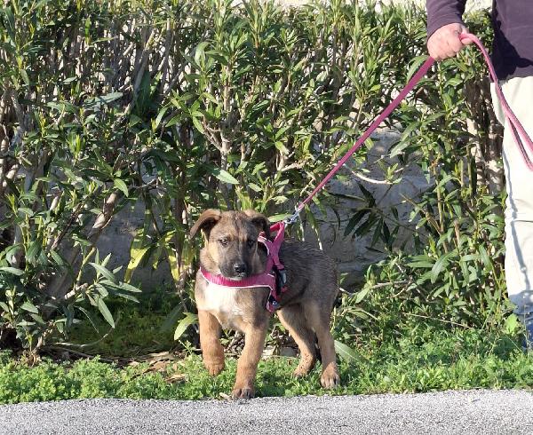 FUCSIA mix pastorina in adozione Foto 5